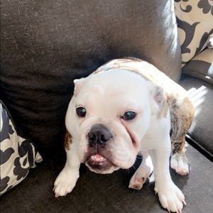 Meet your Posher, Ava